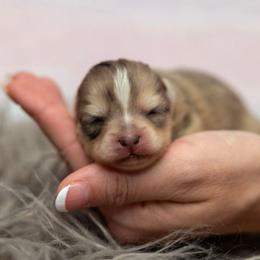 Golden - Merle female Pomsky puppy in Sumter, South Carolina from Emerald Skies Pomskies