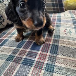 Dachshund Puppies from Doodleville