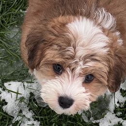 Australian Shepherds and Havanese from High Hills Aussies and Havanese