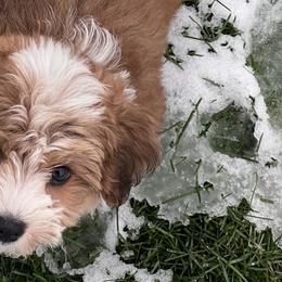 Australian Shepherds and Havanese from High Hills Aussies and Havanese