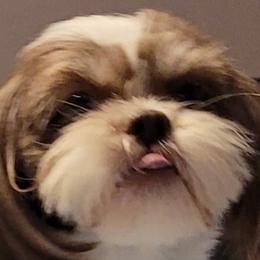 Twinkle - Shih Tzu