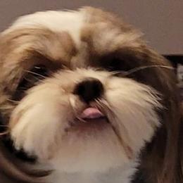 Twinkle - Shih Tzu