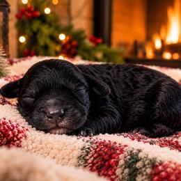 Noelle - Black and white female Cavapoo puppy in Ville Platte, Louisiana from The Barkery