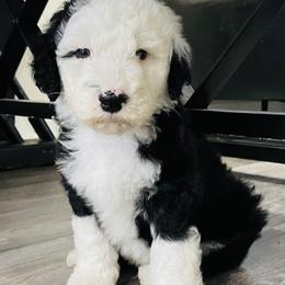 Sheepadoodle Puppies from M&B Puppy Love