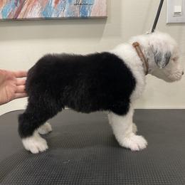 Show Pick Male Puppy 3 - Gray and white male Old English Sheepdog puppy in Tulsa, Oklahoma from Yadah Sheepdogs