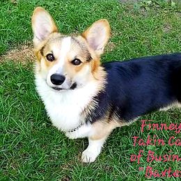 Baxter  - Pembroke Welsh Corgi