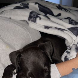 Golden Retriever and Greyhound Puppies from K and E Kennels