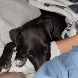 Golden Retriever and Greyhound Puppies from K and E Kennels