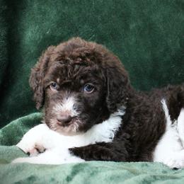 Macaroni - Parti male Labradoodle puppy in Lanexa, Virginia from Lees Reach Farm