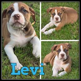 Levi - Olde English Bulldogge puppy in Wheeler, Michigan from Haase Family Kennels