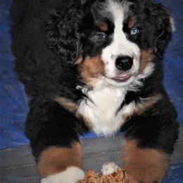 Bernese Mountain Dog Puppies from Baby Bear Bernese Kennel