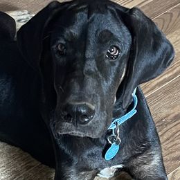 Baby - Great Dane