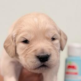 Boy 1 - Light Blue - Light golden male Golden Retriever puppy in Mc Minnville, Tennessee from Wishaw Whisky Golden Retrievers