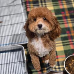 Roxy - Poodle