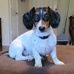 Gus - Dachshund
