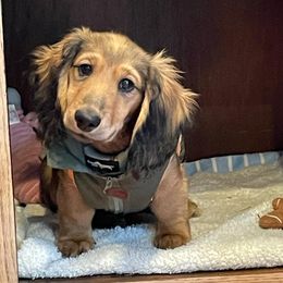 Dachshund Puppies from Longboard Dachshunds