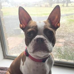 Boston Terriers from Bluffview Boston