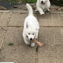 Boy 2 Hilo - White male Berger Blanc Suisse puppy in Orland Park, Illinois from Starfyre Berger Blanc Suisse