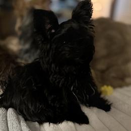 Stormi - Yorkshire Terrier