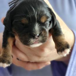 Katherine - Black and tan female Cavalier King Charles Spaniel puppy in Waterloo, Iowa from Muddy Paws Cavaliers