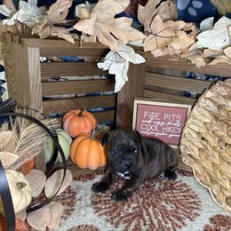 Boy 1 - Brindle male Staffordshire Bull Terrier puppy in Lakeland, Florida from English Creek Staffords