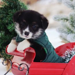Grizzly - Black and tan male Pembroke Welsh Corgi puppy in Pollock, Missouri from Northstar