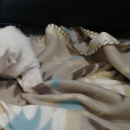 Girl 1 - White female West Highland White Terrier puppy in Morrison, Tennessee from Westies of Morrison