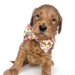Sprite - Apricot male Goldendoodle puppy in Mount Pleasant, Tennessee from Doodle My Heart