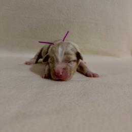 Purple Ribbon Red Merle Girl 1 - Red merle female Australian Shepherd puppy in Dundee, Ohio from Aussies Of Circle H