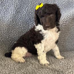 Ivy - Brown female Poodle puppy in Calimesa, California from Teakwoodpoodleofsocal
