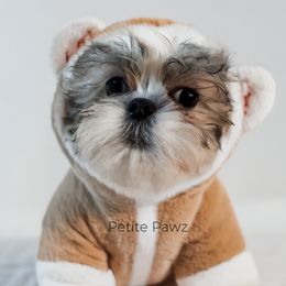 Marco - White and tan male Mal-Shi puppy in Tampa, Florida from Petite Pawz