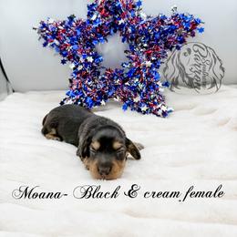 Moana - Black and cream female Dachshund puppy in Prairieville, Louisiana from Southern Barron Danes & Dachshunds