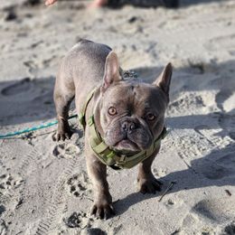 Buster - French Bulldog