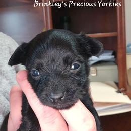 Onyx - Liver female Yorkshire Terrier puppy in West Plains, Missouri from Brinkley Yorkies