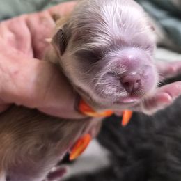 Cream boy - Cream and white male Shih Tzu puppy in Green Valley Lake, California from All American Shih Tzu Puppies
