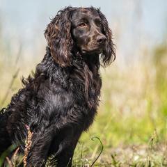 Jack - Boykin Spaniel