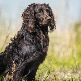 Jack - Boykin Spaniel