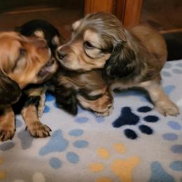 Dachshund Puppies from CLARK'S BREEDING PROGRAM