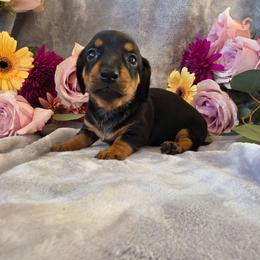 Tilly - Black and tan female Dachshund puppy in Florence, Arizona from Doxie Town Az