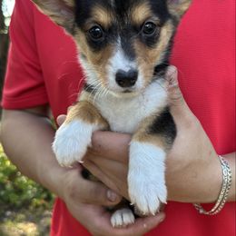 Nolan - Black and tan male American Corgi puppy in Foreman Ar., Arkansas from Grassy Lake Corgis
