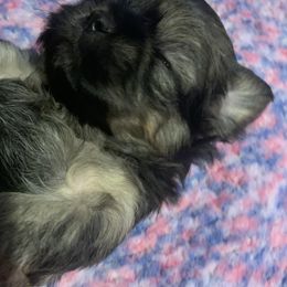 Shihpoo and Shih Tzu Puppies from Fuller Shih Tzus