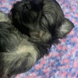 Shihpoo and Shih Tzu Puppies from Fuller Shih Tzus