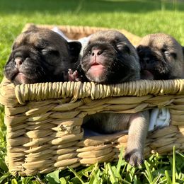 French Bulldog Puppies from 3D Frenchies LLC
