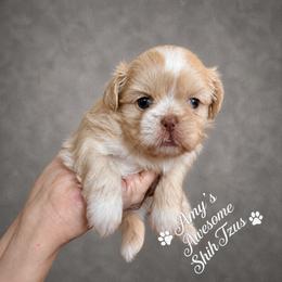 Shih Tzu Puppies from Amy’s Awesome Shih Tzus