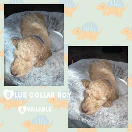 Goldendoodle Puppies from High Standards Az