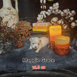 Peach - White female Maltese puppy in Terrell, Texas from PBJ Farms
