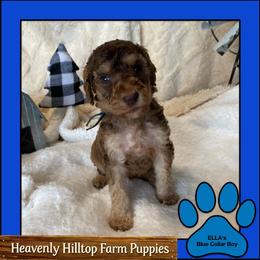 Ella's Blue Collar Boy - Brown male Poodle puppy in Charlo, Montana from Heavenly Hilltop Farm