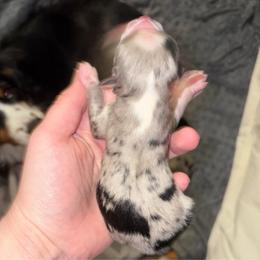 Frost - Blue merle male Miniature Australian Shepherd puppy in Weatherford, Texas from F & T Aussies