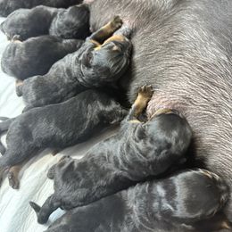 Puppy 5 - Black and mahogany male Rottweiler puppy in Arizona from TRK Rottweilers