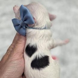 Armani - Black and white male Cavapoo puppy in Vernon, Texas from Sugarland's Texas Goldendoodles